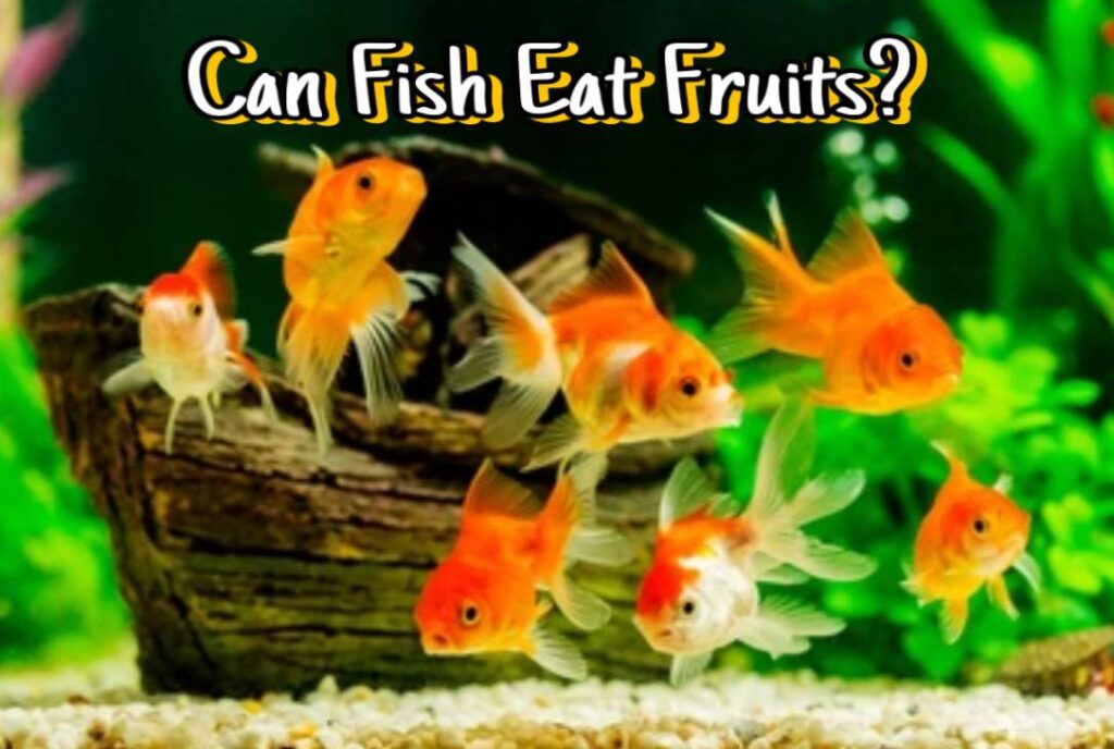 Can Fish Eat Fruit?