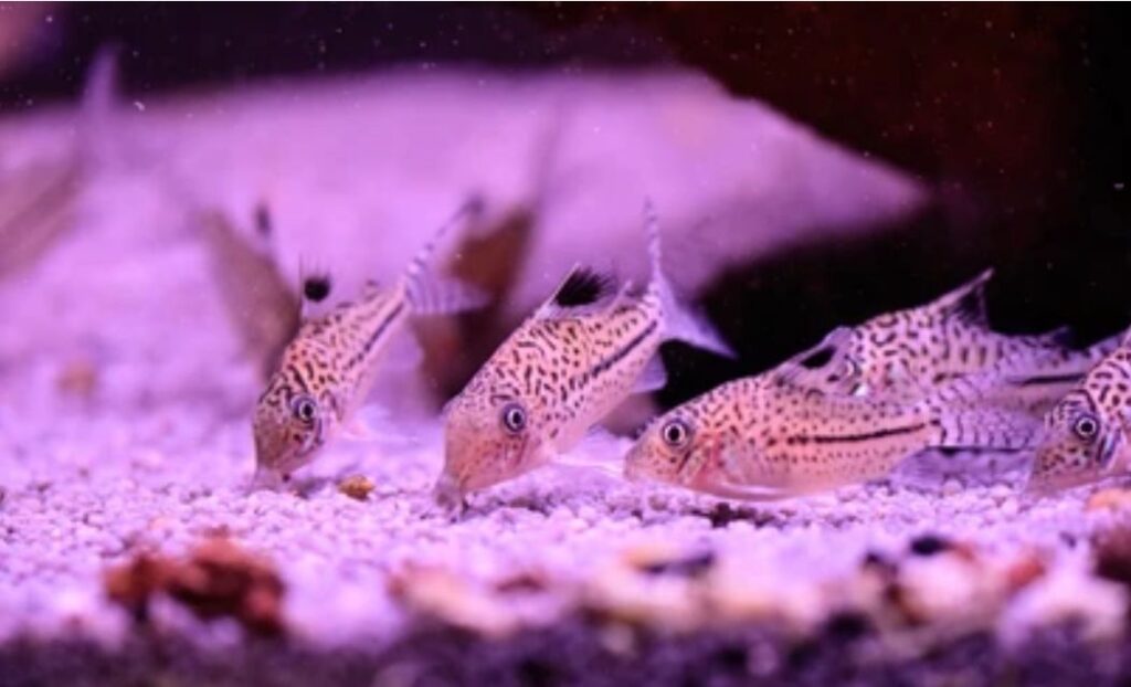 Can Cory Catfish Live with Cichlids?