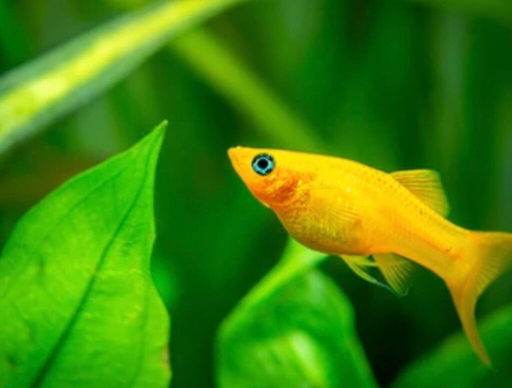 How To Tell If A Molly Fish Is Dying