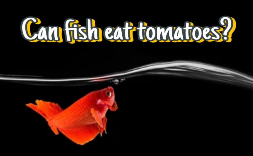 Can Fish Eat Tomatoes