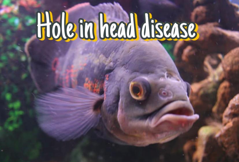 Will Salt Cure Hole in Head Disease? Learn how to prevent it!!!