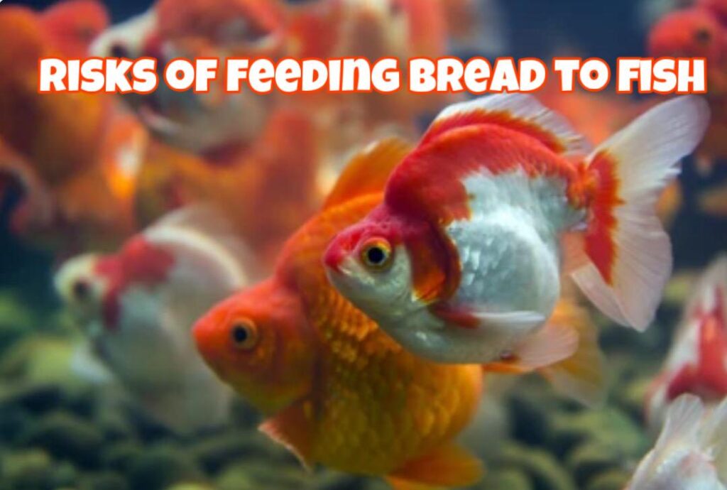 Can Fish Eat Bread?