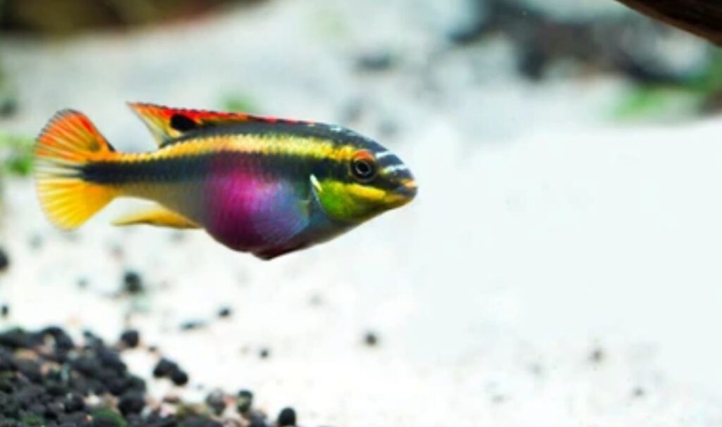 Rainbow Cichlid
