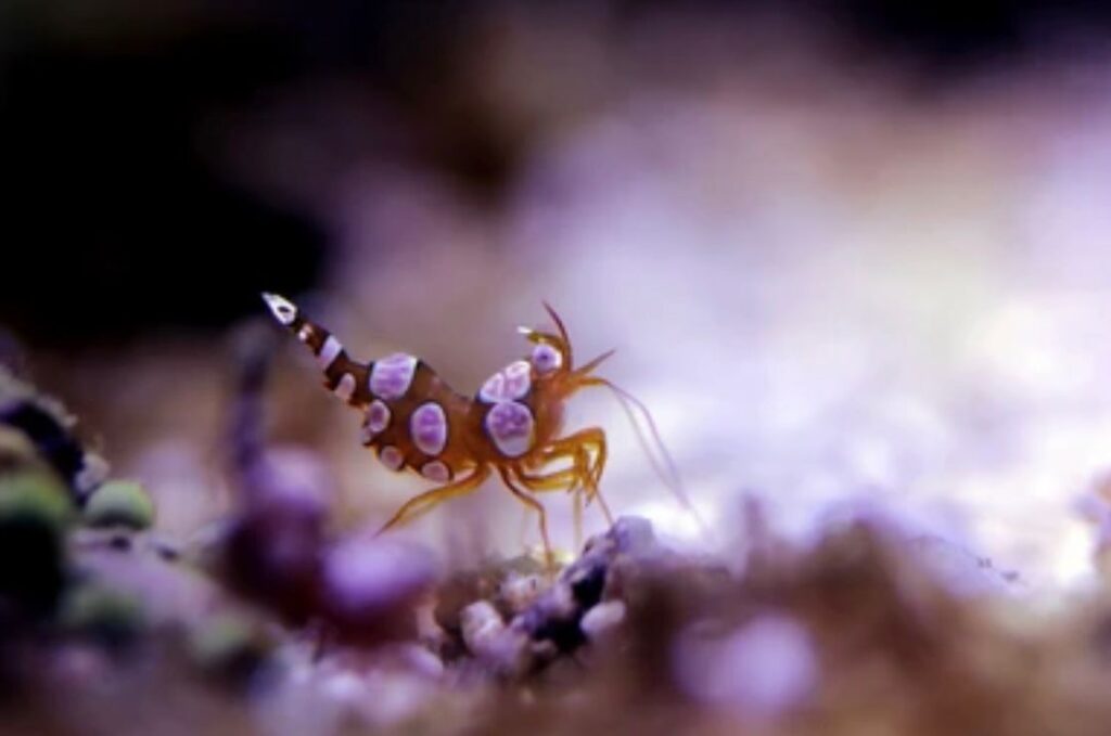 Dive into the world of Sexy Shrimp