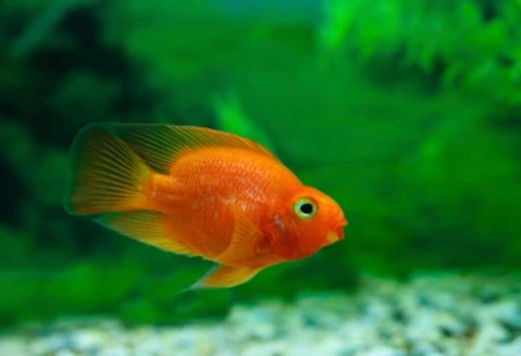 Red Devil Fish