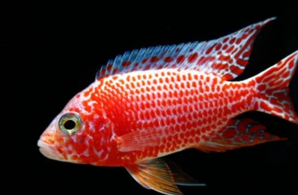 Strawberry Peacock Cichlid Everything You Need to Know