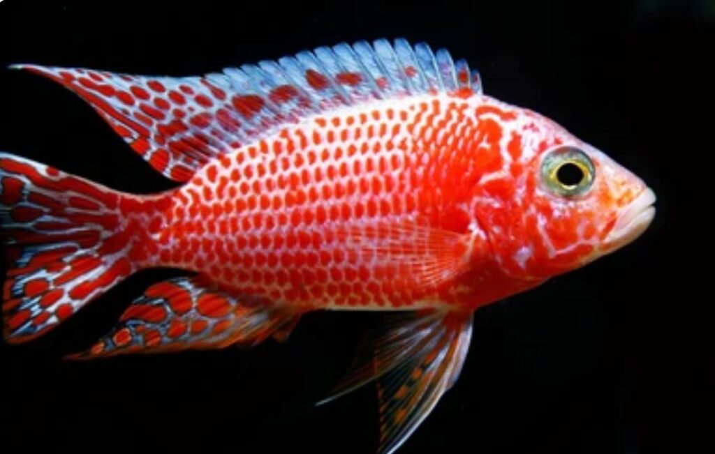 Strawberry Peacock Cichlid Everything You Need to Know