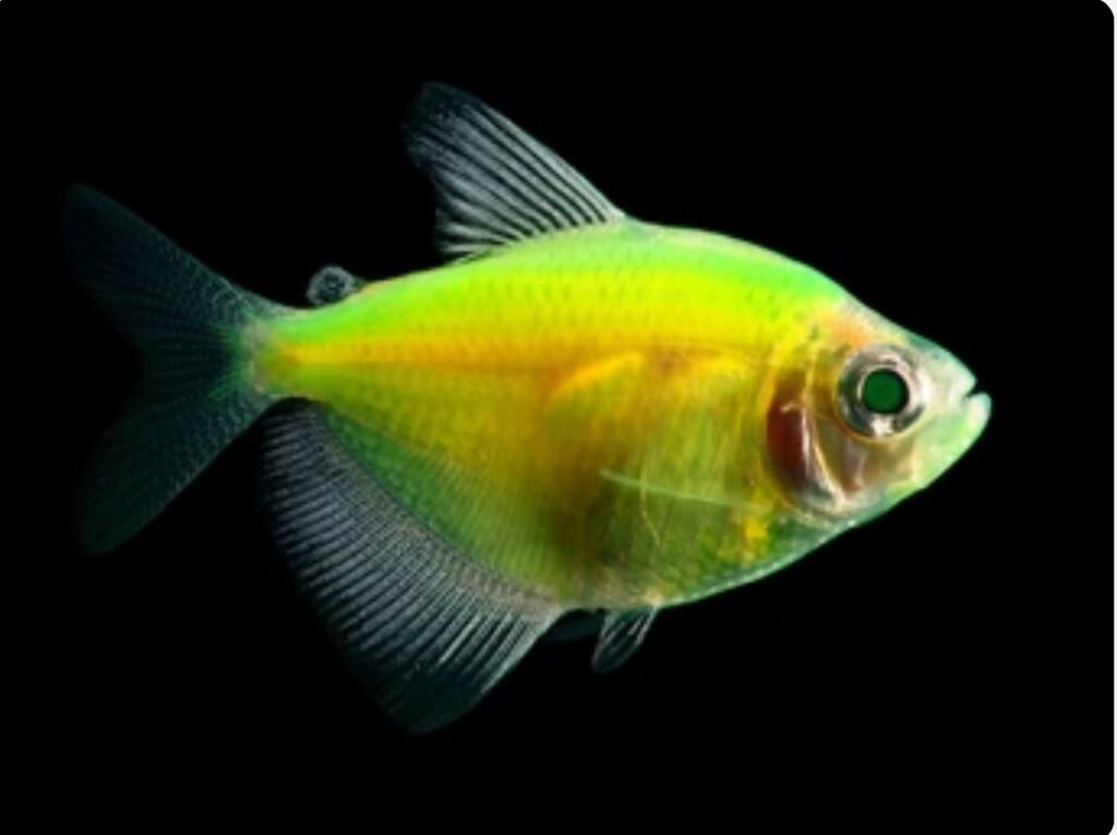 Ultimate Guide to GloFish Betta