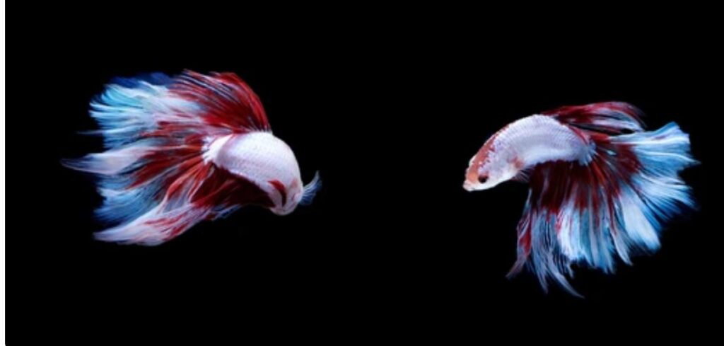 Can fish swim backwards?