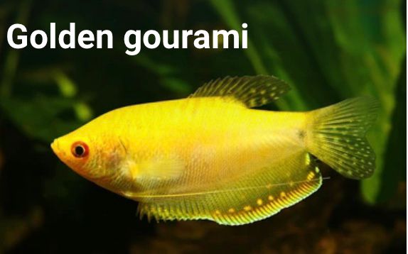 Golden Gourami