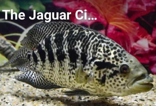 Jaguar Cichlid