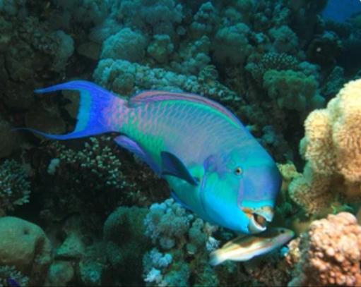 Blue ParrotFish