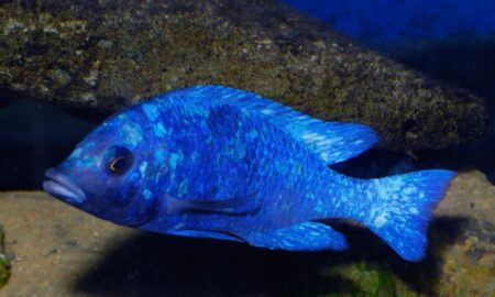 Placidochromis Phenochilus