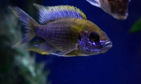 Purple Peacock Cichlid