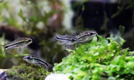 Can Cory Catfish Live with Cichlids?