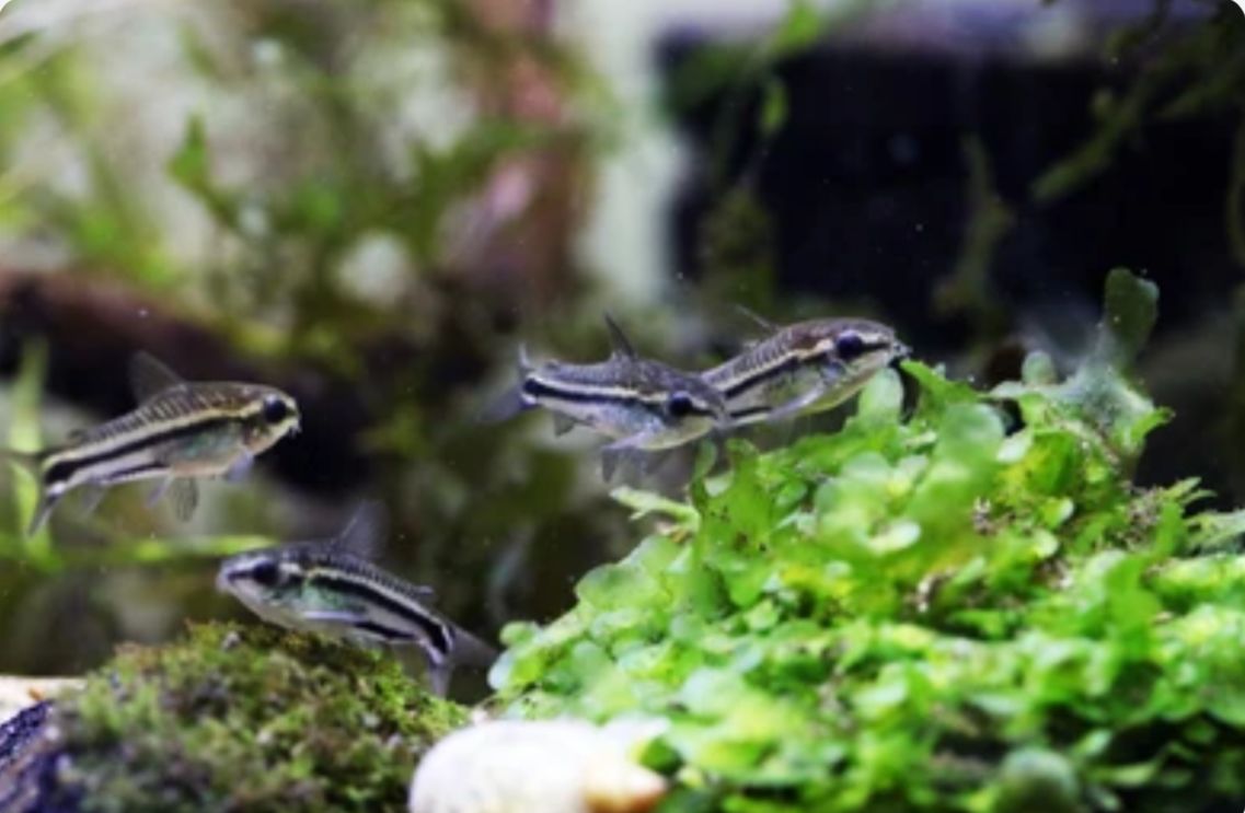 Can Cory Catfish Live with Cichlids?