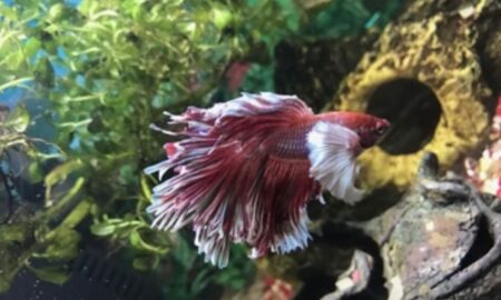 Elephant Ear Betta