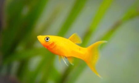 How To Tell If A Molly Fish Is Dying