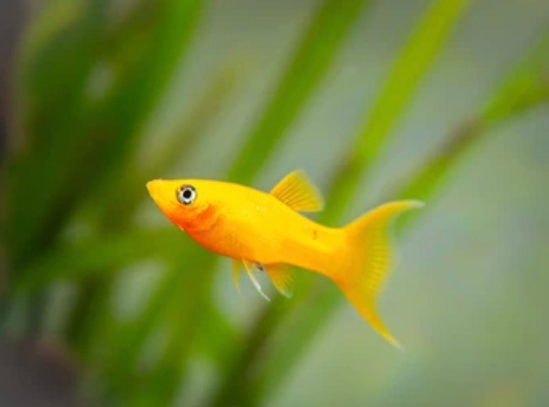 How To Tell If A Molly Fish Is Dying
