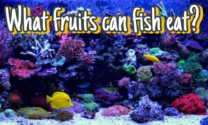 Can Fish Eat Fruit?