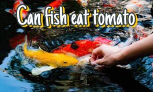 Can Fish Eat Tomatoes