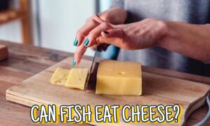 Can fish eat cheese?