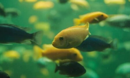 Mbuna cichlid types