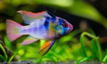 Types of Ram Cichlids