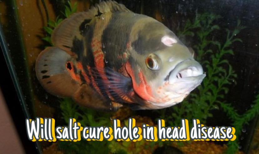 Will Salt Cure Hole in Head Disease? Learn how to prevent it!!!