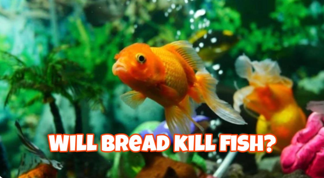 Can Fish Eat Bread?