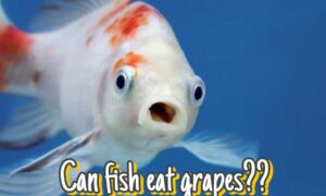 Can Fish Eat Grapes? A Comprehensive Guide