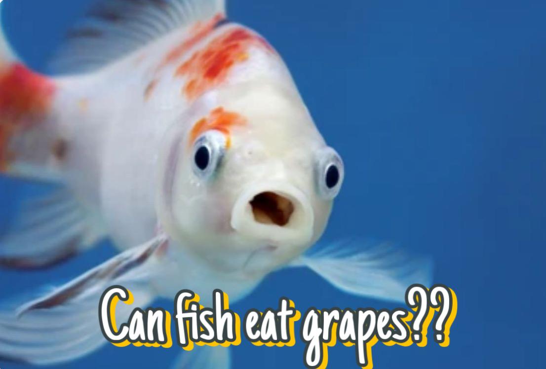 Can Fish Eat Grapes? A Comprehensive Guide