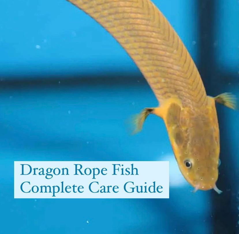 Dragon Rope Fish
