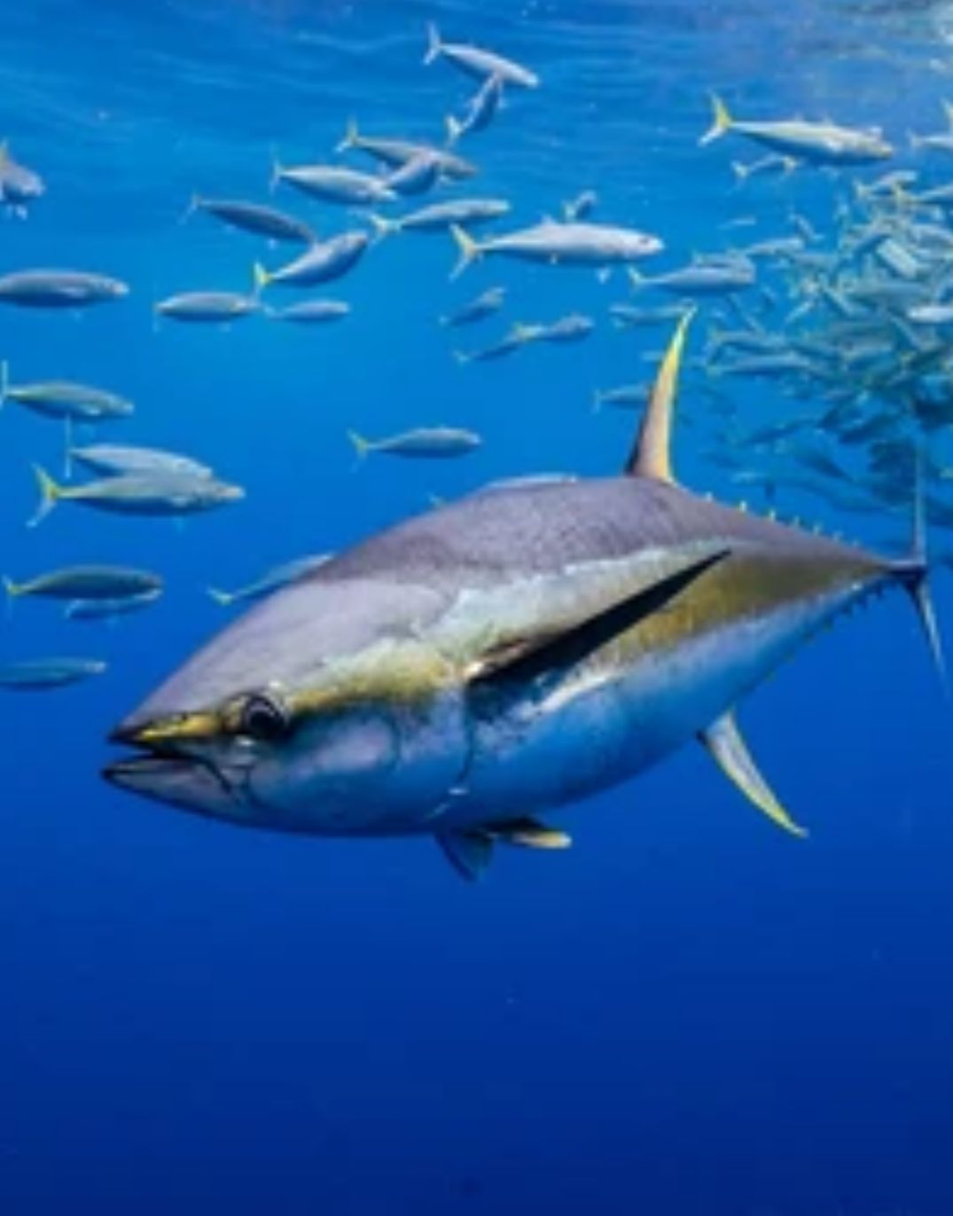 What Do Tuna Fish Eat