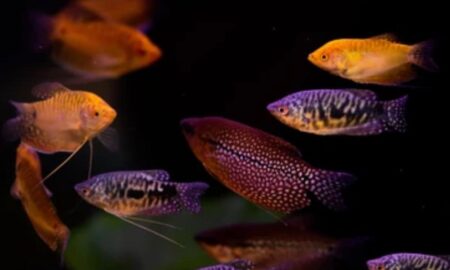 Are gouramis aggressive