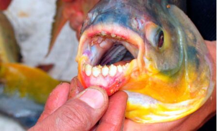 Pacu Fish Teeth