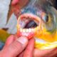 Pacu Fish Teeth