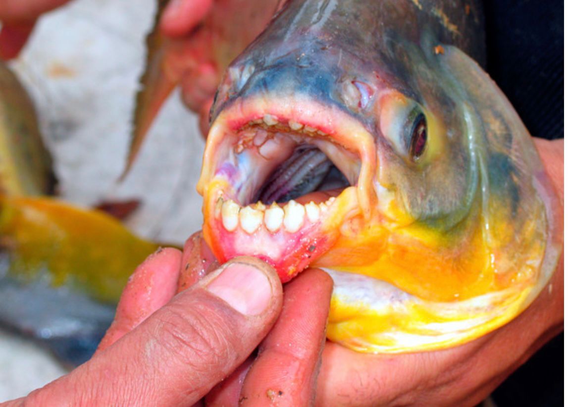Pacu Fish Teeth