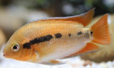 Rainbow Cichlid