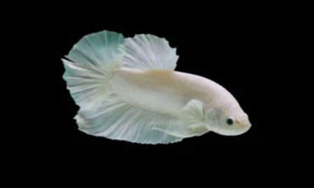 white opal betta