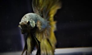A Comprehensive Guide About King Betta