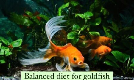 Can Goldfish Eat Bread