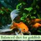 Can Goldfish Eat Bread