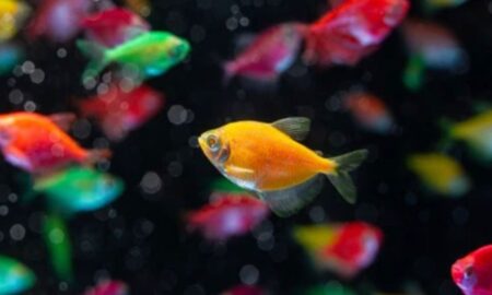 Ultimate Guide to GloFish Betta