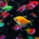 Ultimate Guide to GloFish Betta